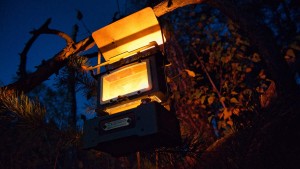 Bushmen Outpost Oil Lamp Olive 1